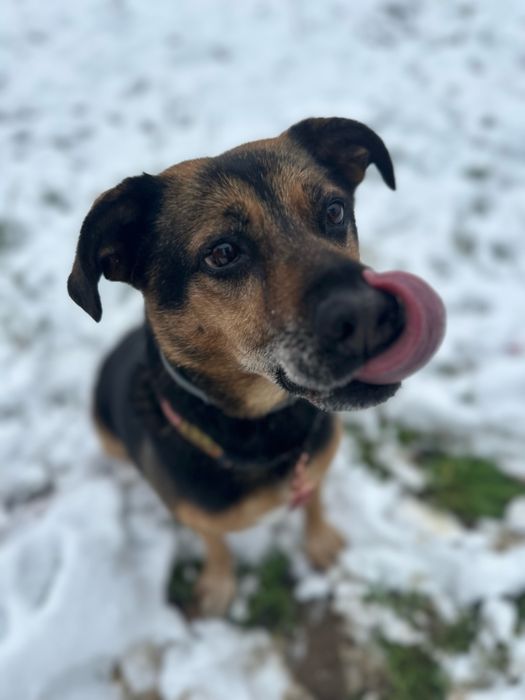 Hedi - pies, super grzeczny piesek ze schroniska, 8 lat