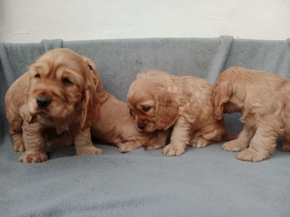 Piękny piesek cocer spaniel Gotowy do odbioru