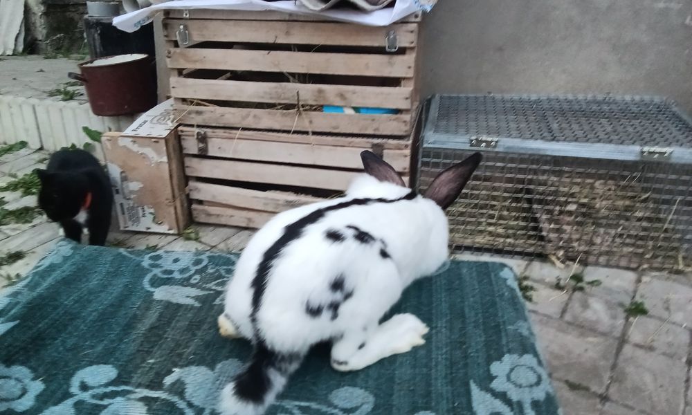 Кролики породи Строкачі самець ціна 300 гр місяць вік 3, 5 місяців