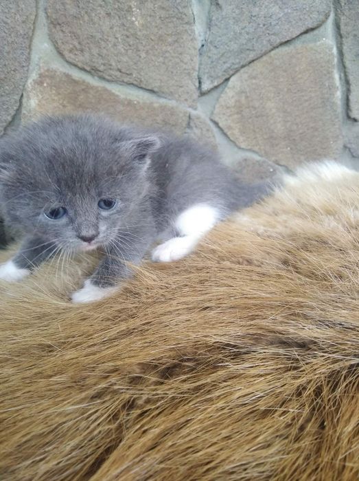 Гарненькі кошенята. Віддам даром