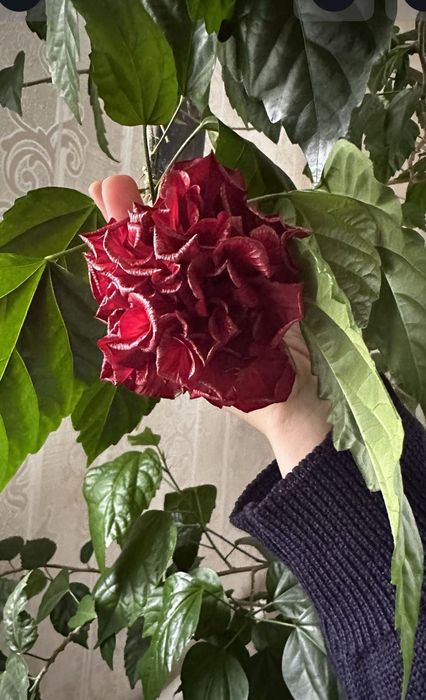 Китайська роза, гібіскус, вазони