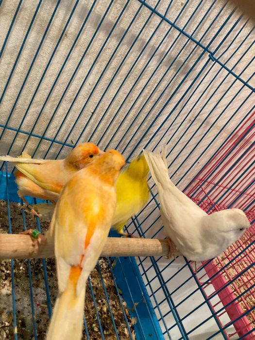 Canários Machos e Fêmeas ( Loja Especializada )
