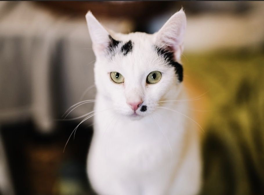 Merlinek pilnie szuka domu