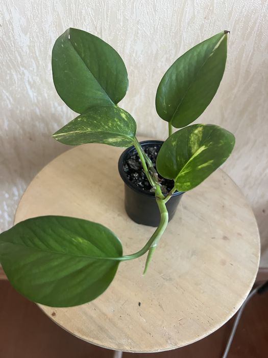 Епіпремнум. Сциндапсус.