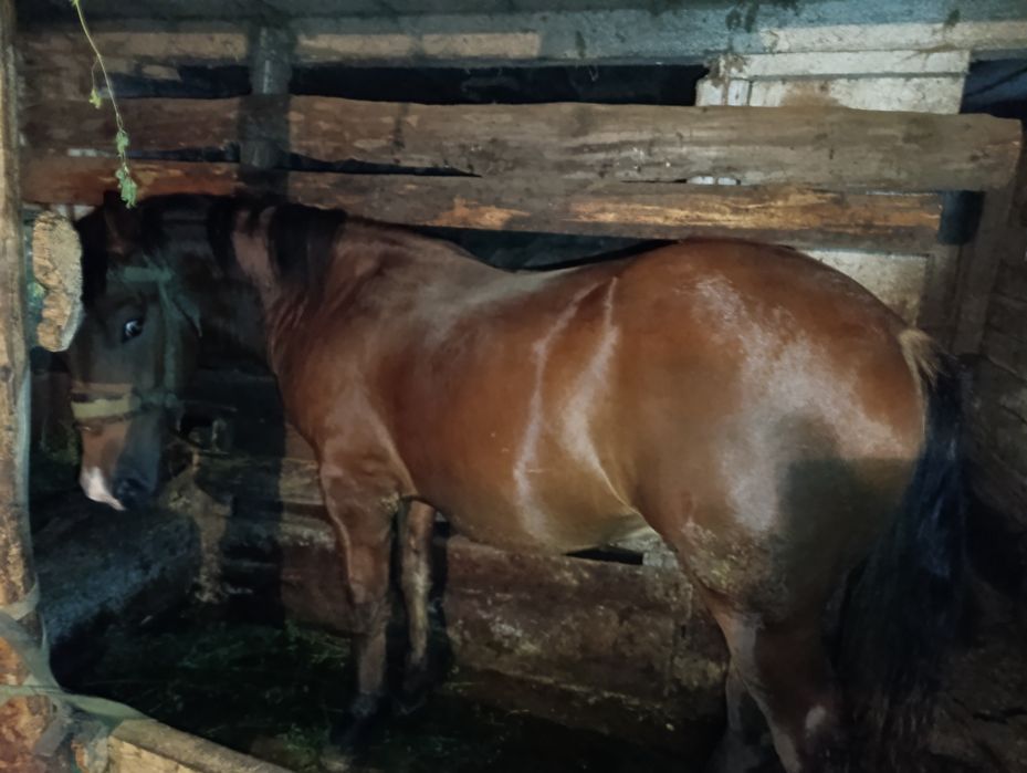 Продам коника огірця жеребця