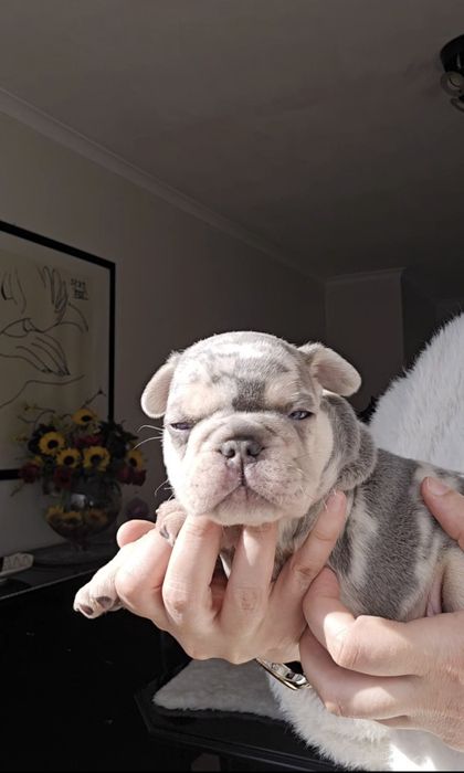 Bulldog Lilac exelente porte