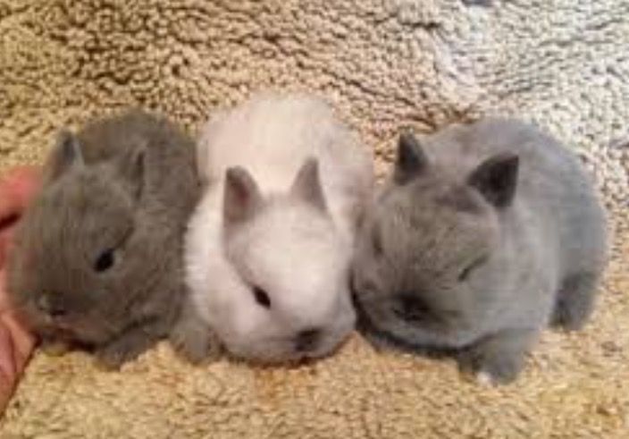 Декоративные кролики белого и серого окраса