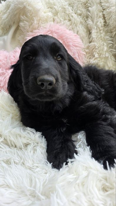 Cocker spaniel angielski chlopiec piesek o cudownym charakterze