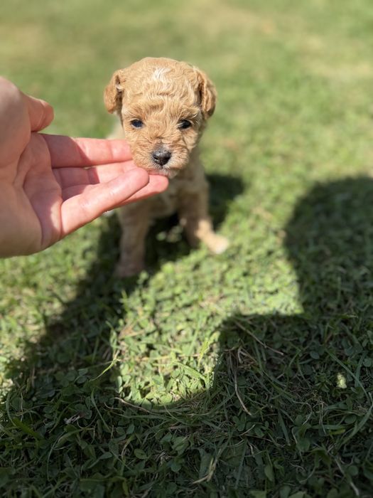 Maltipoo suczka