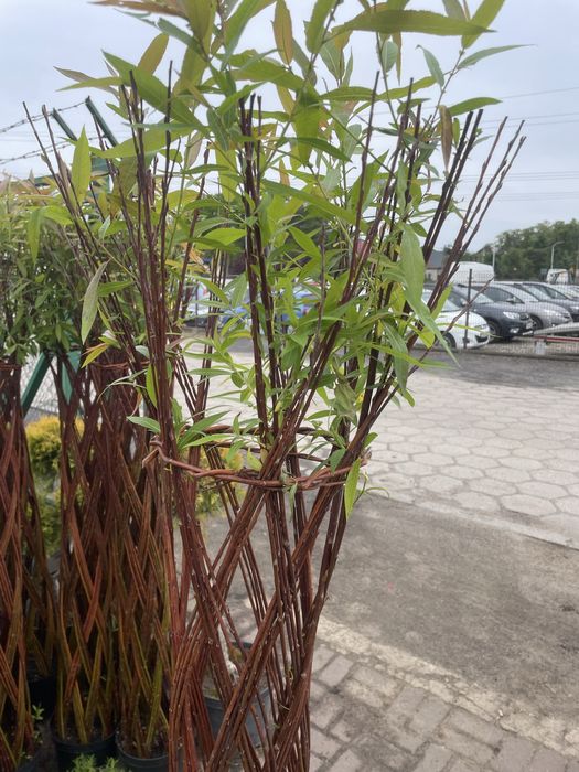 Sprzedam wierzby plecione wysokość 160 cm.  Cena 90 zl