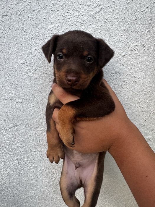 Adoção de Cachorro/a