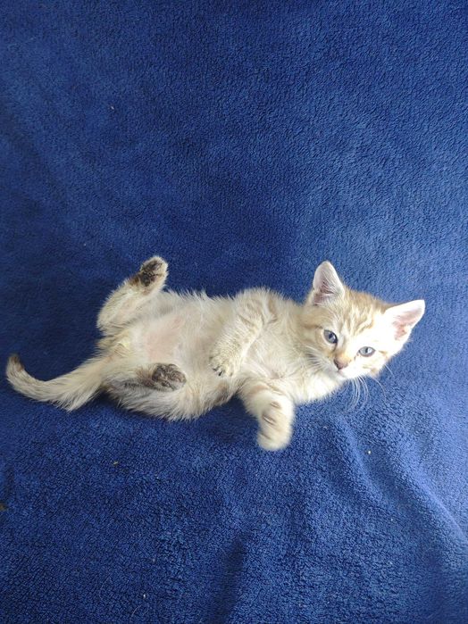 Бенгальские снежные котята