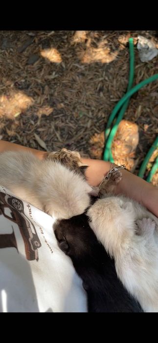 Ninhada de gatos