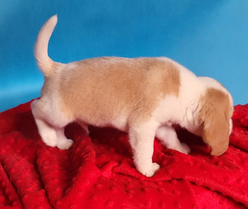 Beagle piesek sprzedam