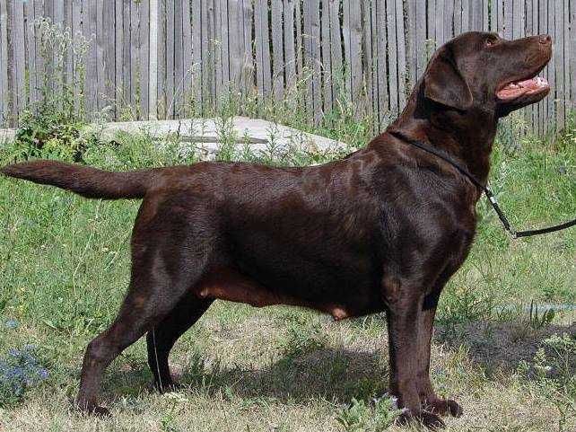 Лабрадор Ретривер від клубних батьків КСУ