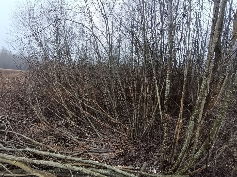 Oddam gałęzie, gałęziówka. za darmo!