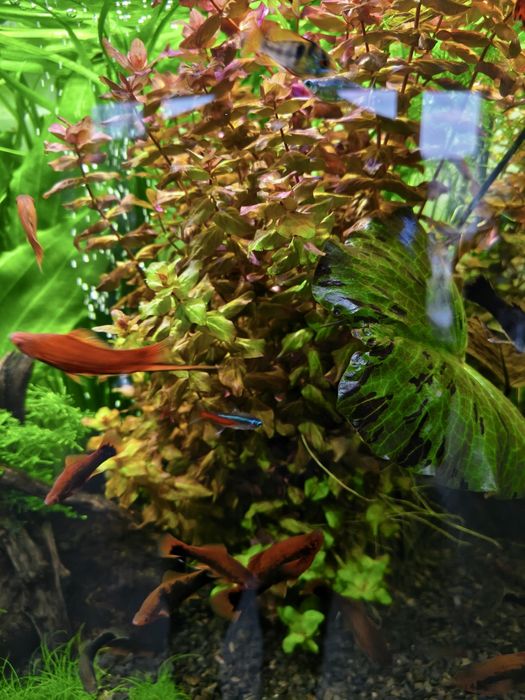 Roślina akwariowa Rotala Macrandra Wspaniała.