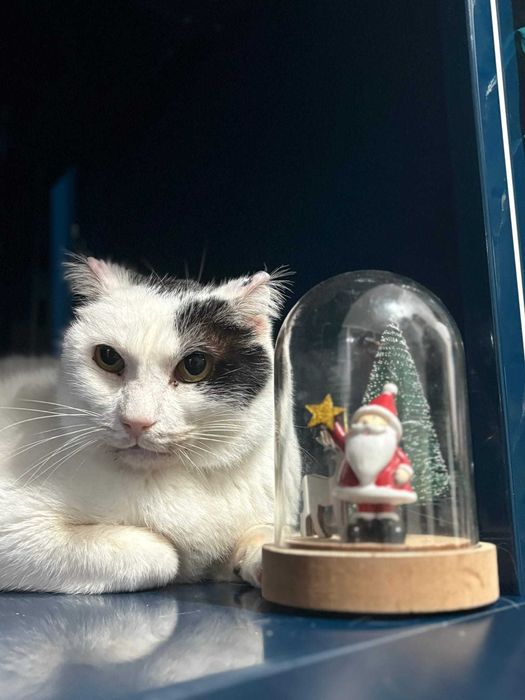 Gato para adoçao( Donald)