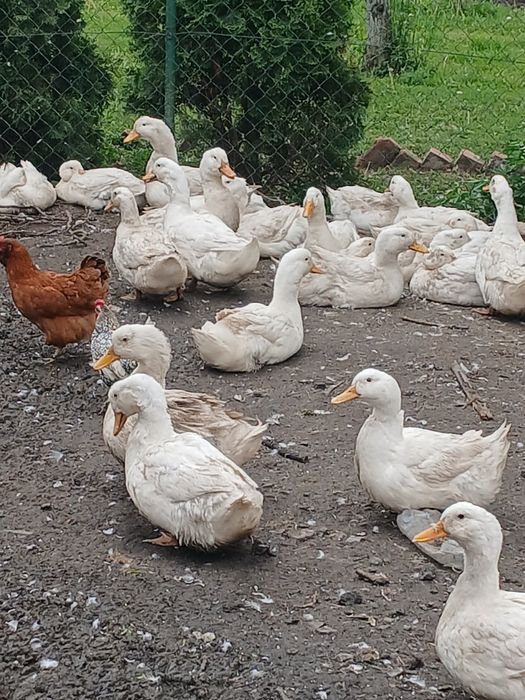 Sprzedam tuszki kaczek czerninowych