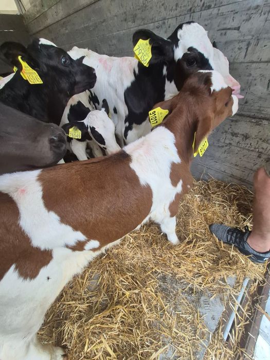 Cielaki z Polskich gospodarstw