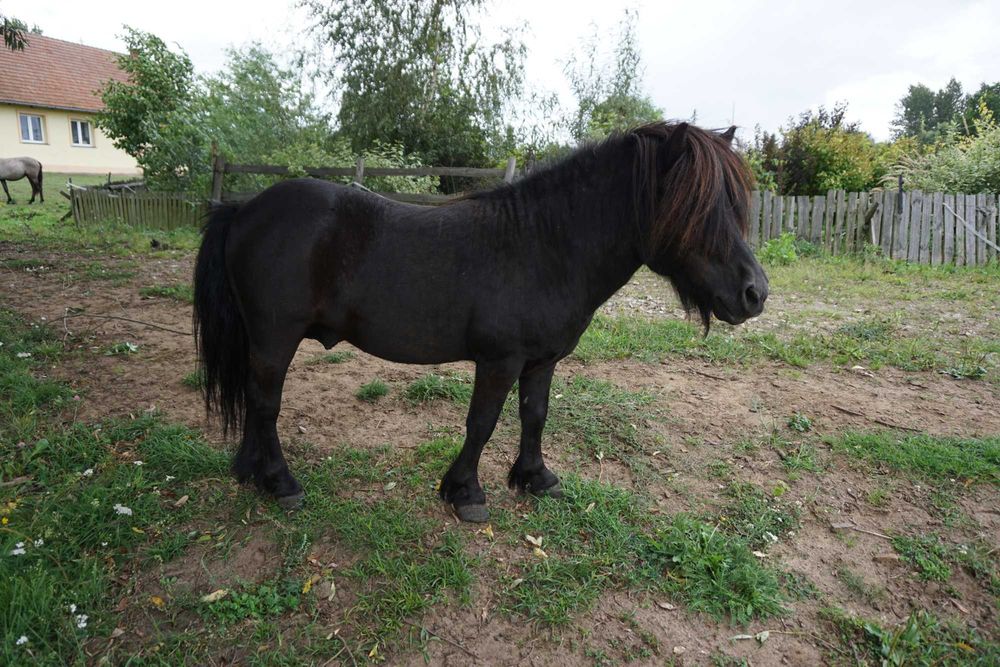 szetland _ kucyk APOLLO _ kuc PONY _ 2014 _ 80cm grzeczny KARY dowiozę