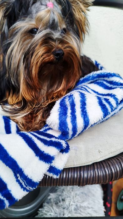 Yorkshire terrier. Piesek 2kg