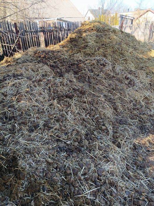 Obornik koński sprzedam zamienię