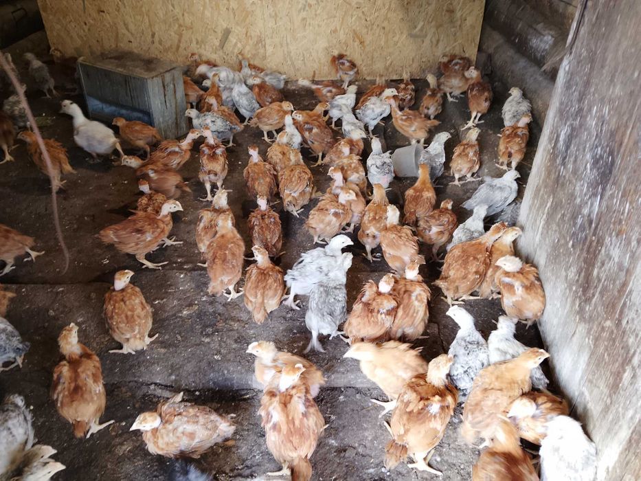 Продам курчата 2 місяці
