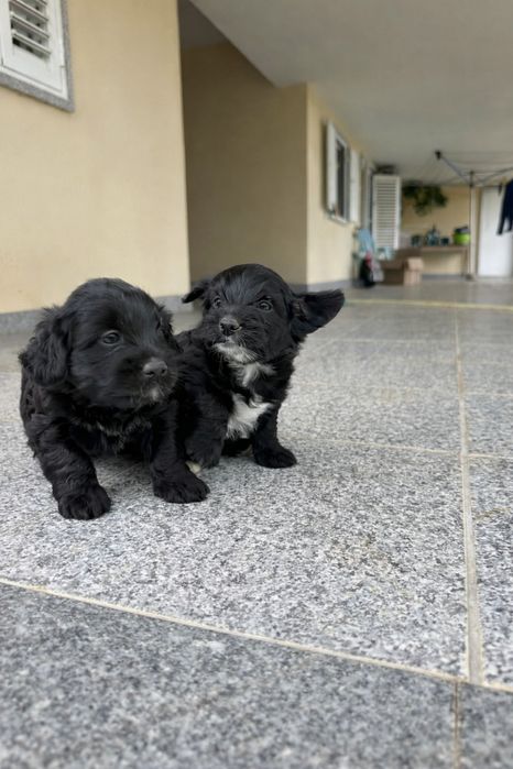 Cadelinha pequena para adoção – 2 meses - mãe cruzada caniche