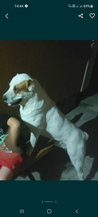 Середньоазіацбка вівчарка Алабай