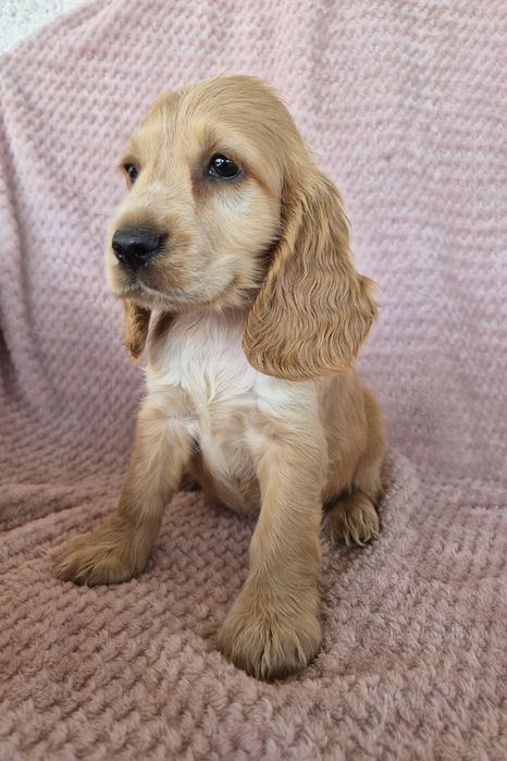 Cocker spaniel suczka 1