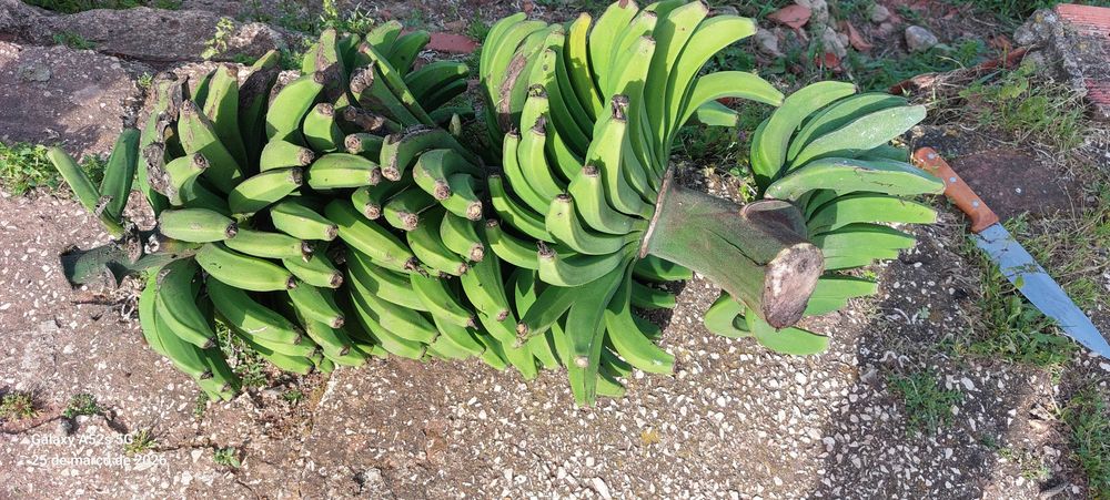 Bananeiras da Madeira