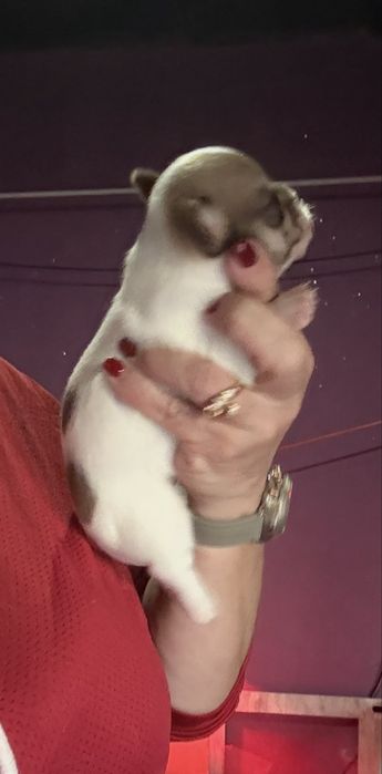 Menina  Chihuahua  lindissima “ de bolsa.