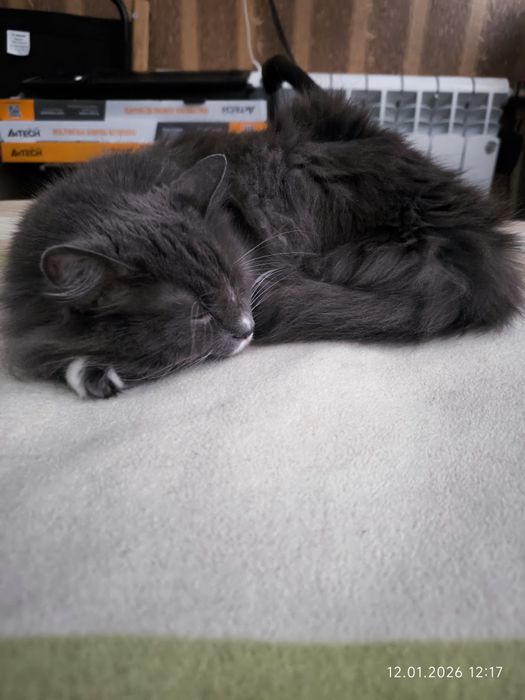 Подарю кошку (домашняя)