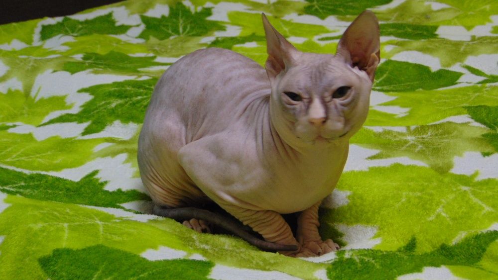 вязка донской сфинкс