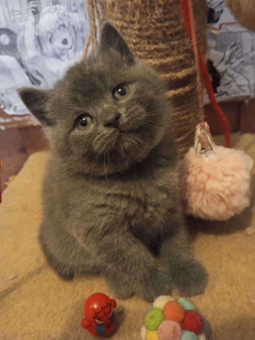 Шотландские котята