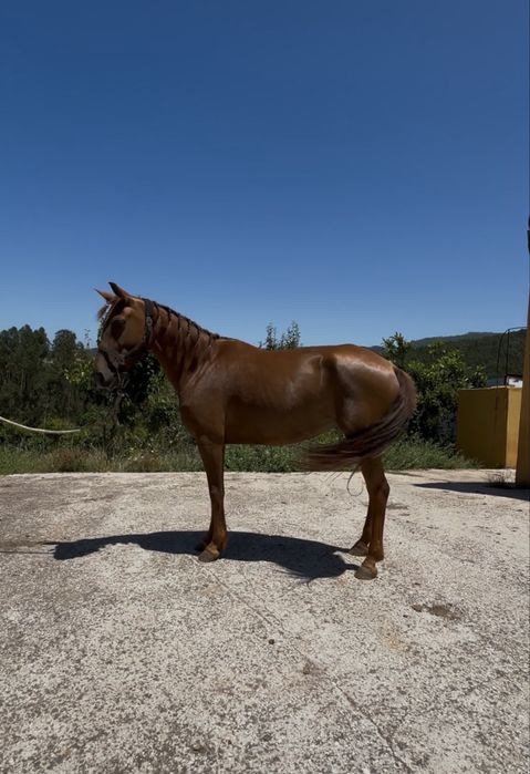 Egua super mansinha
