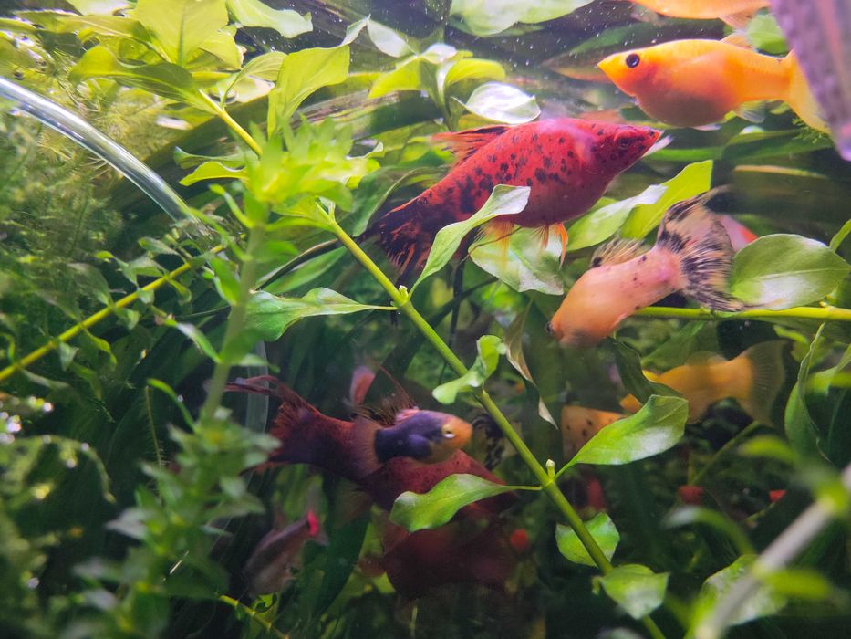 Molinezja mix. odmian