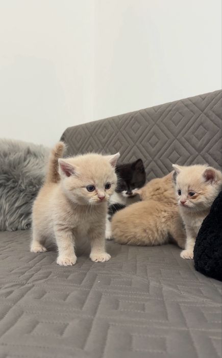 Кошеня дівчинка шотланка