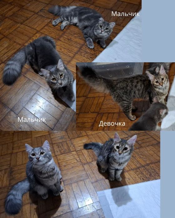 Кошенята шукають добрі руки