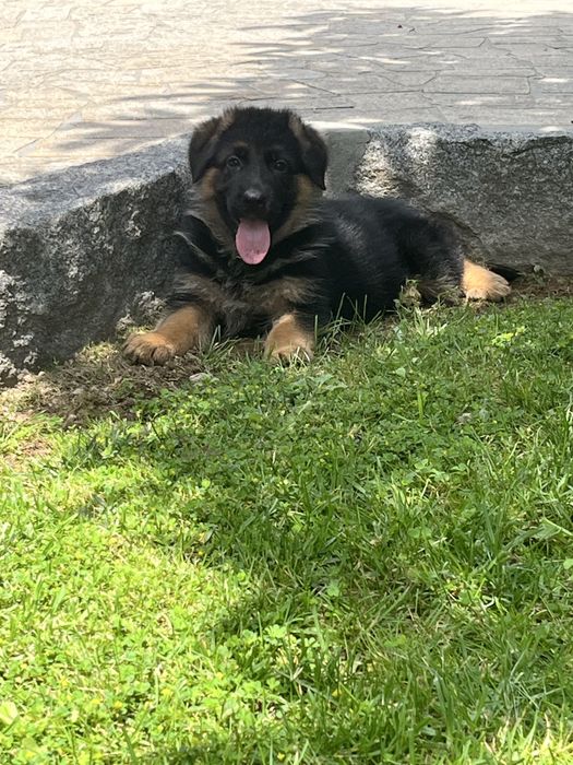 Pastor alemão qualidade