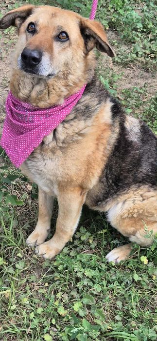 Suczka o wspaniałym charakterze do adopcji