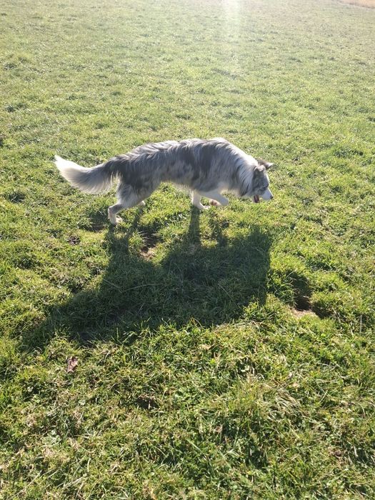 Reproduktor Border Collie