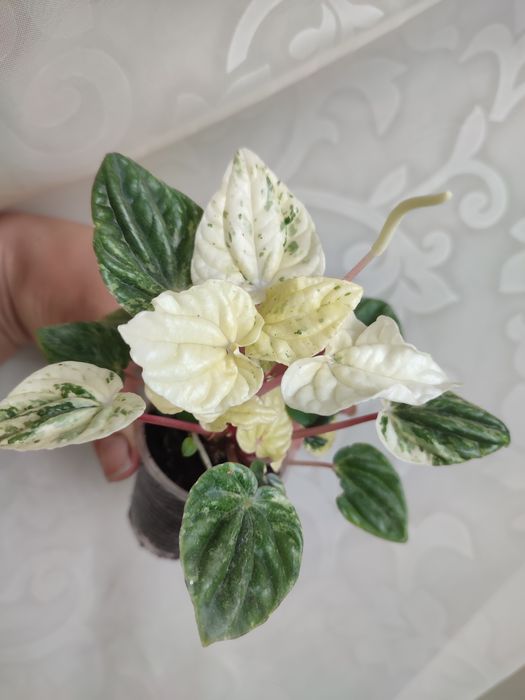 Пеперомії різні сорти