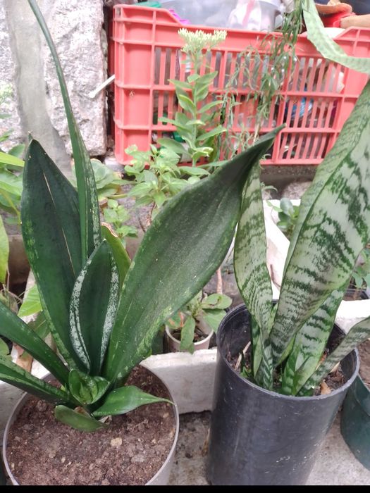 Espada de São Jorge