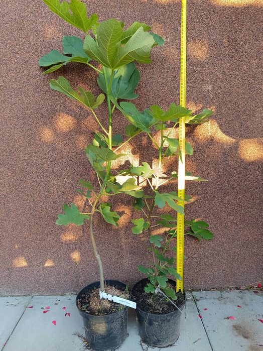 Sadzonki figi pospolitej Ficus carica w odmianach Desert King, Excel, Francuesco.