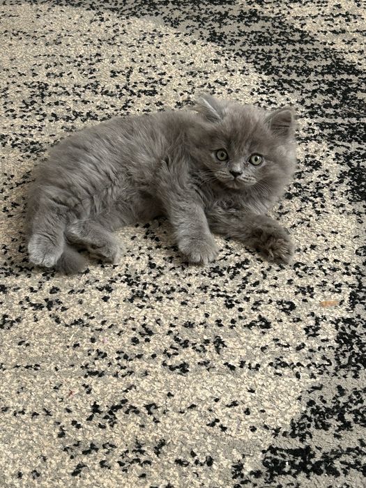 Кошеня британця