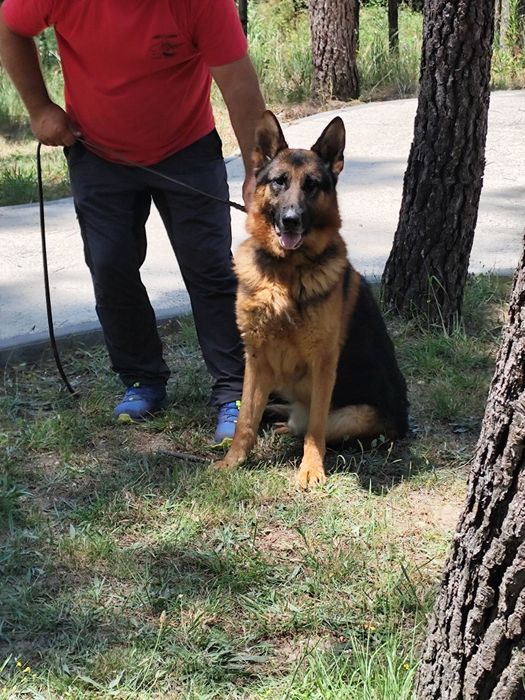 Pastor Alemão com lop