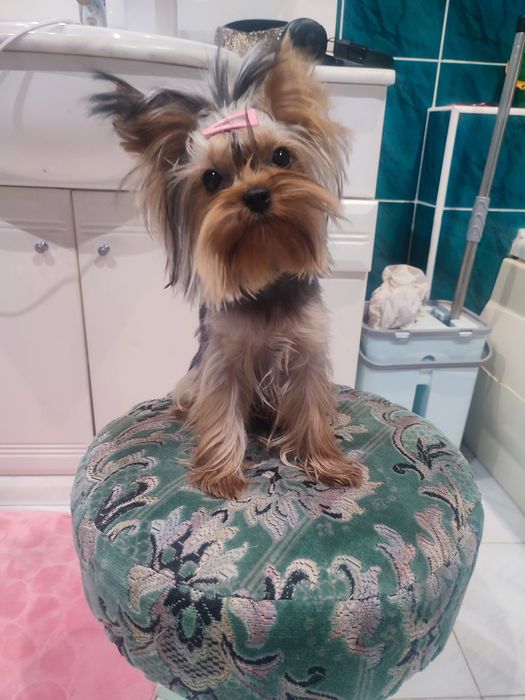 Міні Йорк в'язка