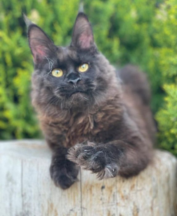 Кошенятка Мейнкун